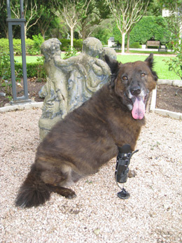 Dog With Prosthesis